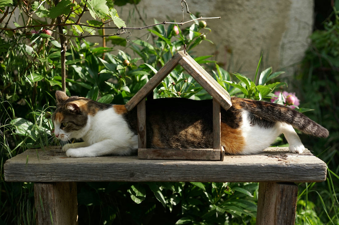 Turn Your Home Into the Ultimate Cat Sanctuary (Without Breaking the Bank!)